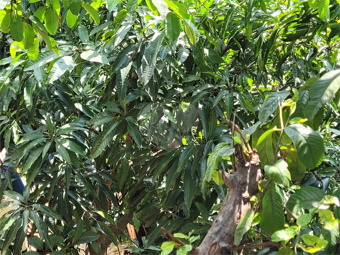 Terreno à venda com 1 quarto em Água Fria, São Paulo, SP