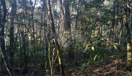 Terreno à venda em Serra da Cantareira, Mairiporã, SP