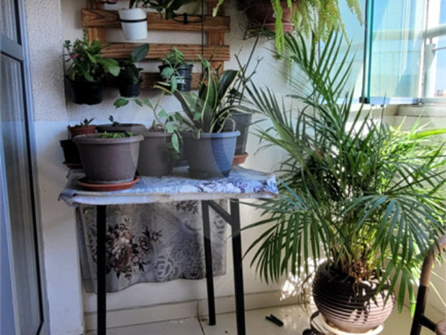 Apartamento à venda com 3 quartos, sendo 1 suíte,  em Jaçanã, São Paulo, SP