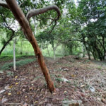 Terreno à venda em Jardim Ampliação, São Paulo, SP