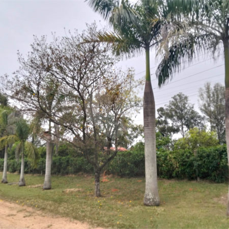 Chácara à venda com 2 quartos, sendo 1 suíte, em Terras de San Thomé, Porto Feliz, SP