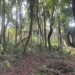 Terreno à venda em Jardim Peri Peri, São Paulo, SP