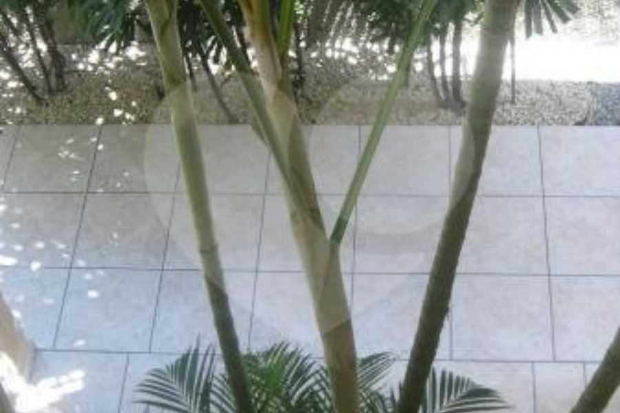 Sobrado à venda com 4 suítes em Tremembé, São Paulo, SP