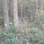 Terreno à venda em Serra da Cantareira, Mairiporã, SP