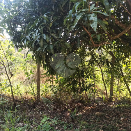 Terreno à venda em Bosque dos Eucalíptos, Atibaia, SP