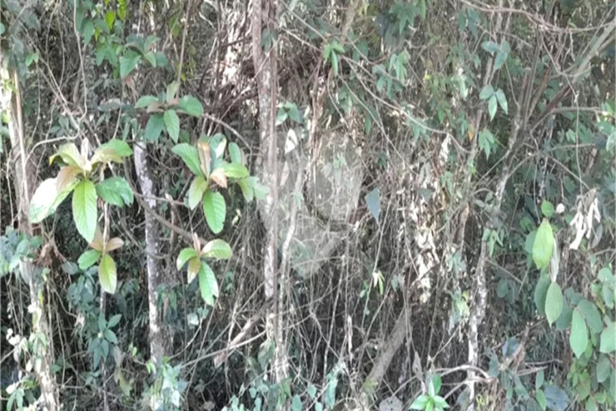 Terreno à venda em Roseira, Mairiporã, SP