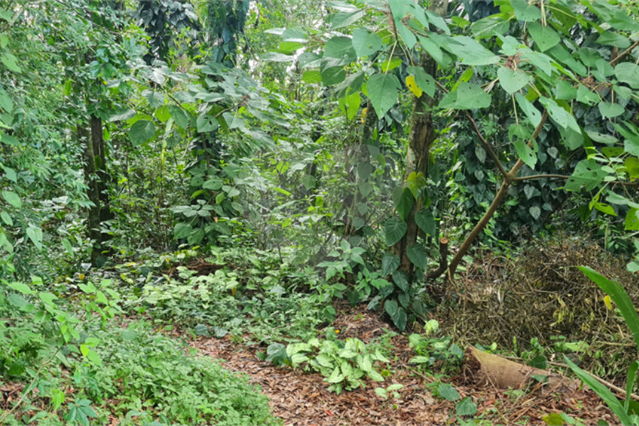 Terreno à venda em Caraguatá, Mairiporã, SP