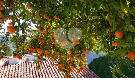 Casa à venda com 4 suítes no condomínio Alpes da Cantareira, Mairiporã - SP