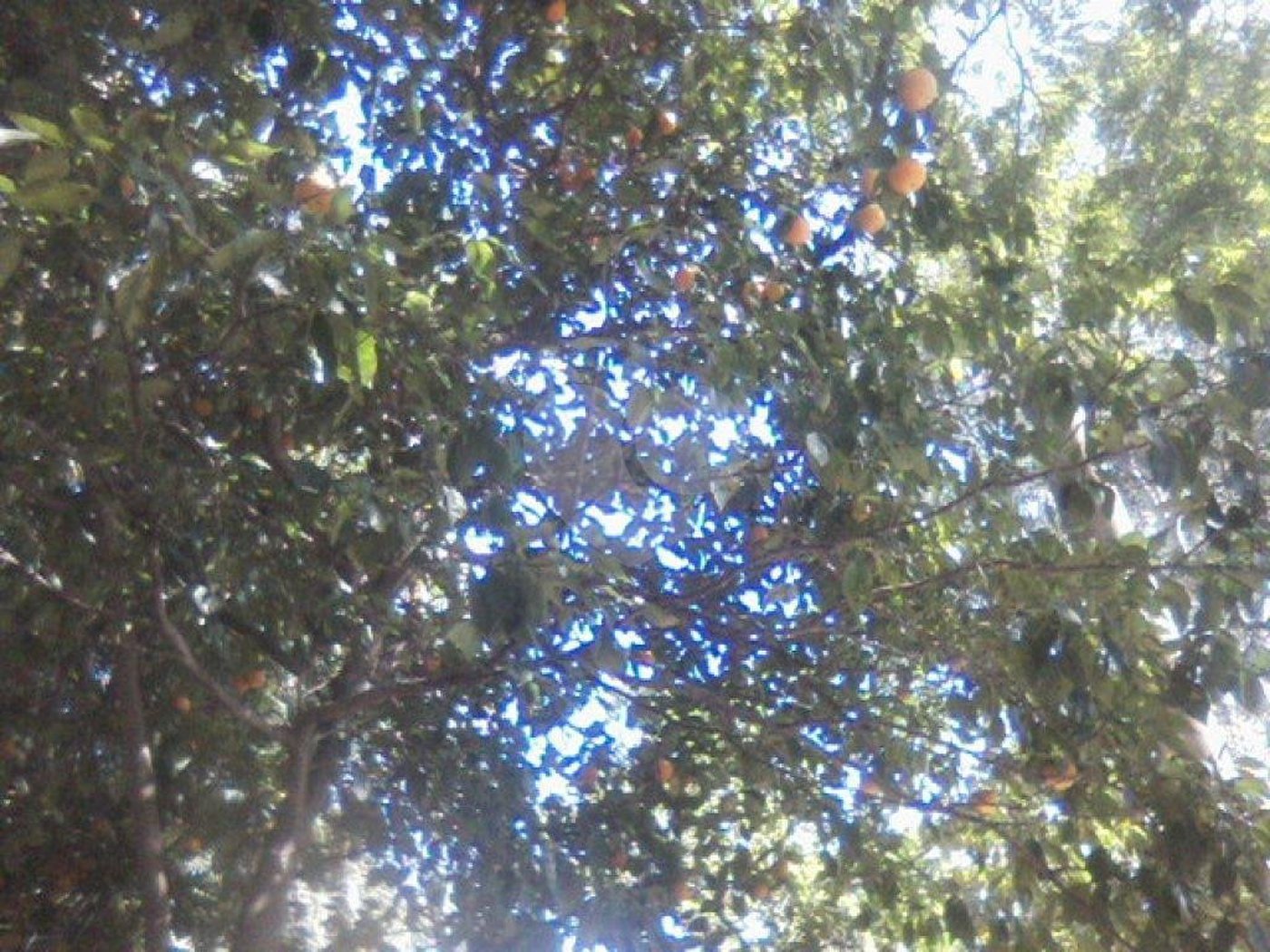 Terreno à venda em Barro Branco (zona Norte), São Paulo, SP