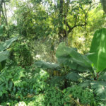 Chácara à venda com 2 quartos em Serra da Cantareira, Mairiporã, SP