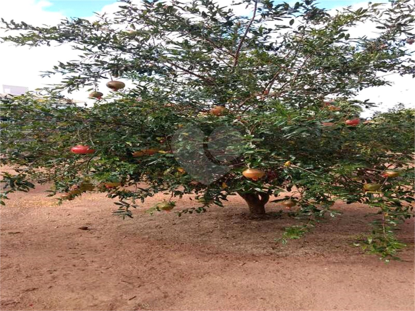 Casa à venda com 5 quartos, sendo 3 suítes, no condomínio Residencial Vale das Laranjeiras, Indaiatuba - SP