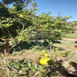 Chácara à venda com 4 quartos, sendo 1 suíte, em Chácaras Fernão Dias, Atibaia, SP