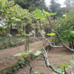 Terreno à venda em Horto Florestal, São Paulo, SP