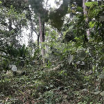 Terreno à venda em Serra da Cantareira, Mairiporã, SP