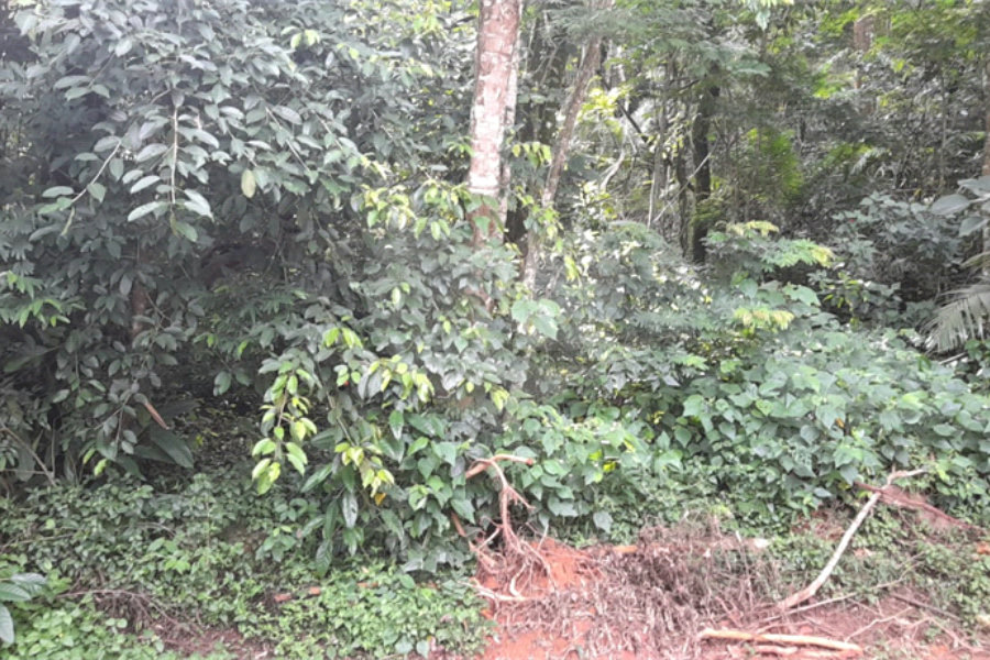 Terreno à venda em Roseira, Mairiporã, SP