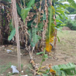 Terreno à venda em Santíssimo, Rio de Janeiro, RJ
