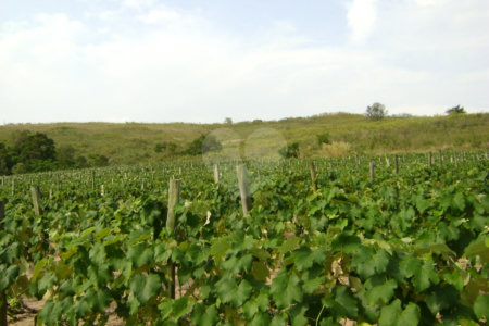 Área de Terra à venda em Colinas do Mosteiro de Itaici, Indaiatuba, SP