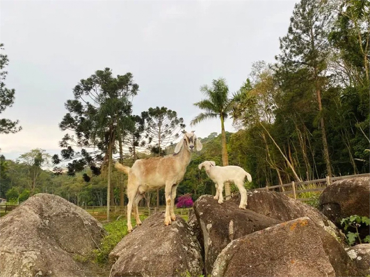 Fazenda à venda com 8 quartos em Do Carmo (canguera), São Roque, SP