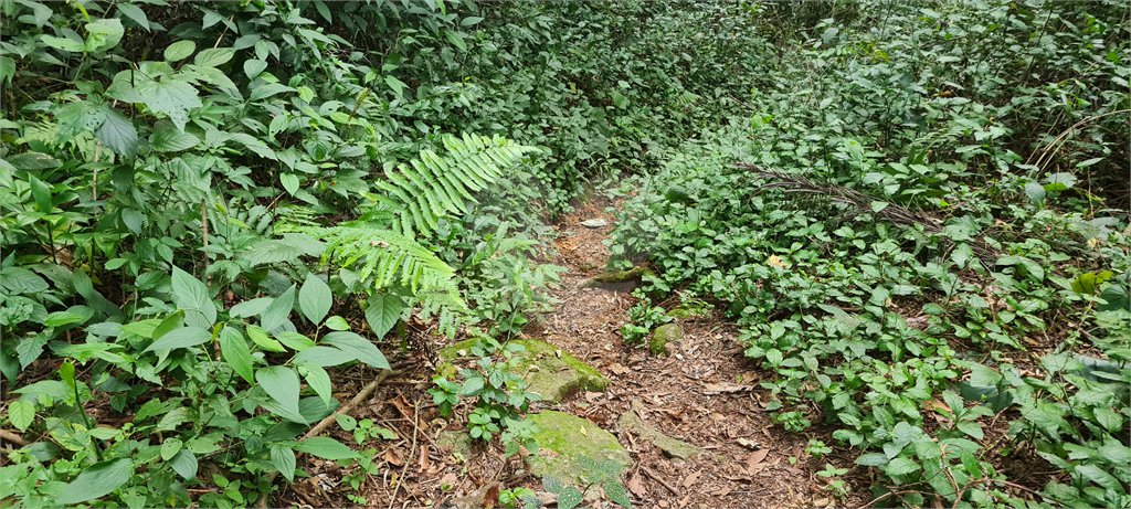 Terreno à venda em Caraguatá, Mairiporã, SP