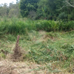 Terreno à venda em Cézar de Souza, Mogi das Cruzes, SP