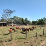 Sítio à venda com 2 suítes em Buru, Salto, SP