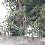 Terreno à venda no condomínio Jd Leonor, São Paulo - SP