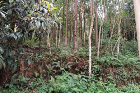 Terreno à venda no Centro (mailasqui), São Roque, SP