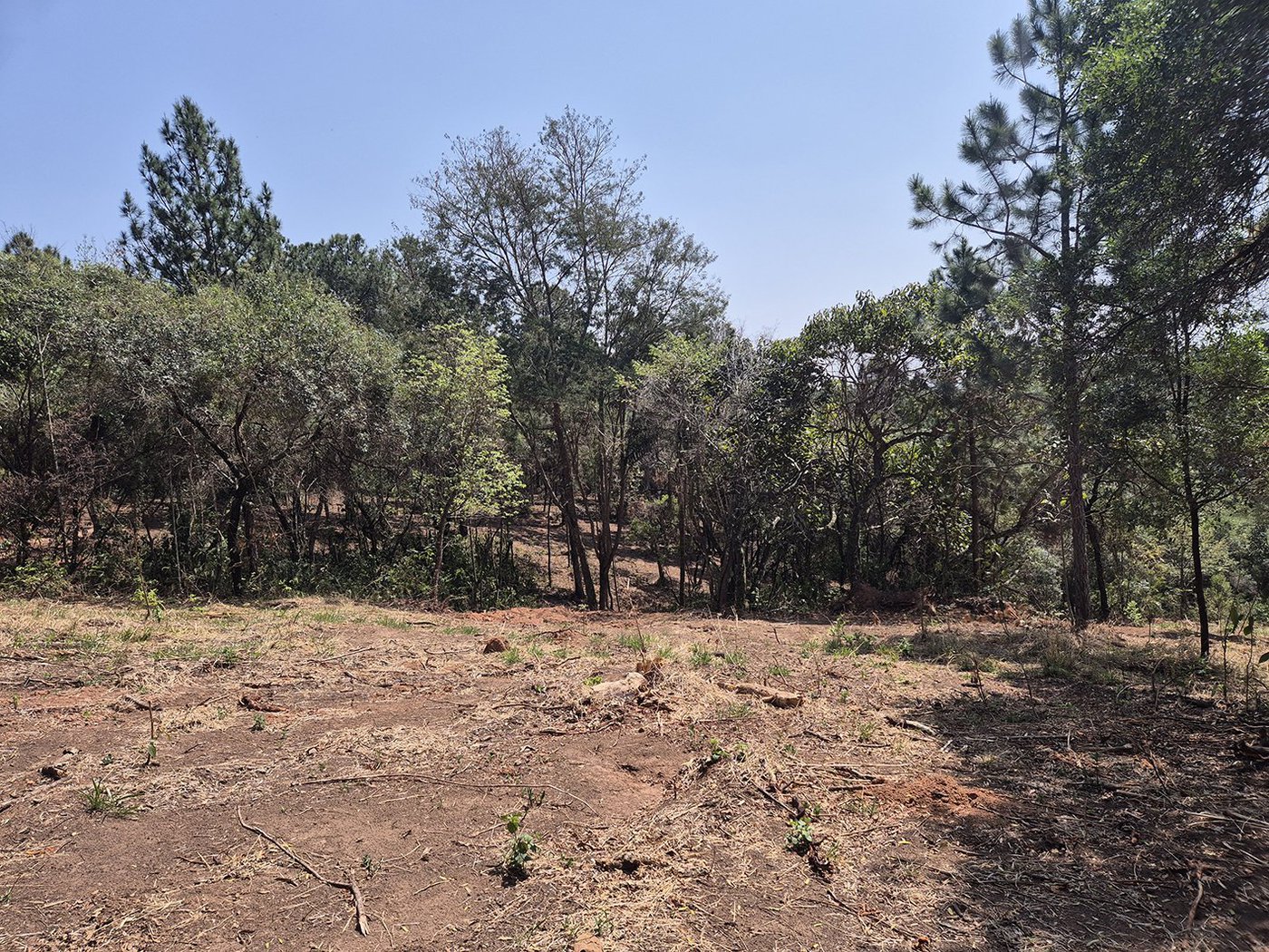 Fazenda Elisa - Fase 3