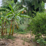 Sitio para venda.