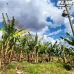 Sítio de 31 mil m² à VENDA em Àguas da Prata/SP