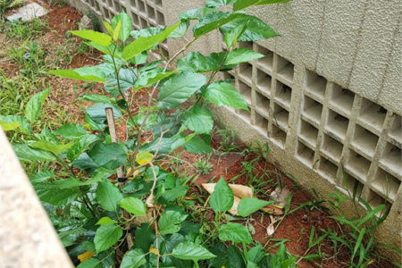 Apartamento Garden na Mooca com 322m² com 4 dormitórios 5 vagas Estuda Permuta