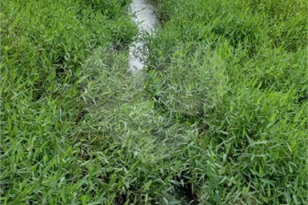 Sitio para venda.