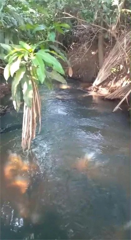 Fazenda à venda com 2 quartos no Centro, Estreito, MA