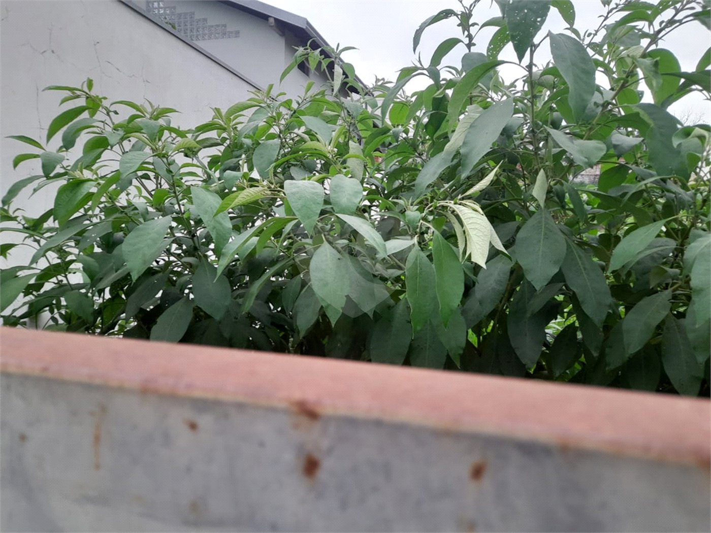 Terreno à Venda no Bairro Nobre Parque Santa Mônica