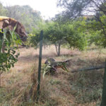 Chácara à venda em Tanquinho - Piracicaba/SP.