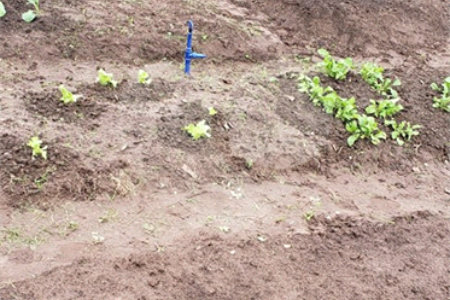 Sitio para venda.