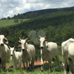 Fazenda com pasto a venda em Morungaba