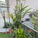 Casa à venda 350m2 com 4 quartos, sendo 2 suítes, em Vila Sônia