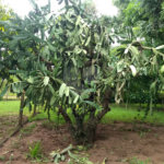 Chácara a venda no Residencial Planalto Serra Verde em Itirapina