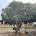 Área de terra a Venda na Margem da Rodovia Washington Luiz KM/230 - São Carlos/SP