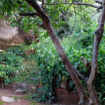Terreno a Venda em Pirituba