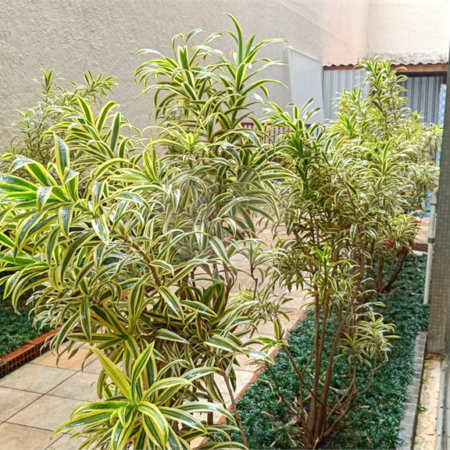 Apto 45m² em Higienópolis: 1 Dorm, Silencioso e a 500m do Metrô