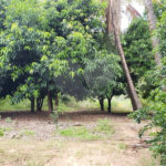 Sitio para venda.