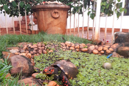 Casa com 4 dormitórios sendo 1 suíte a venda no bairro Samambaia