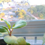 APARTAMENTO A VENDA EM SP BELÉM