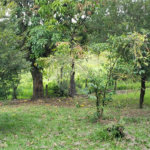 Sitio para venda.
