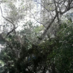 APARTAMENTO DE 3 QUARTOS À VENDA NO PARAÍSO