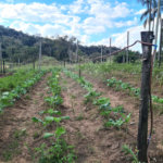 VENDA SÍTIO 48 hectares com estruura para granja, hidroponia e gado