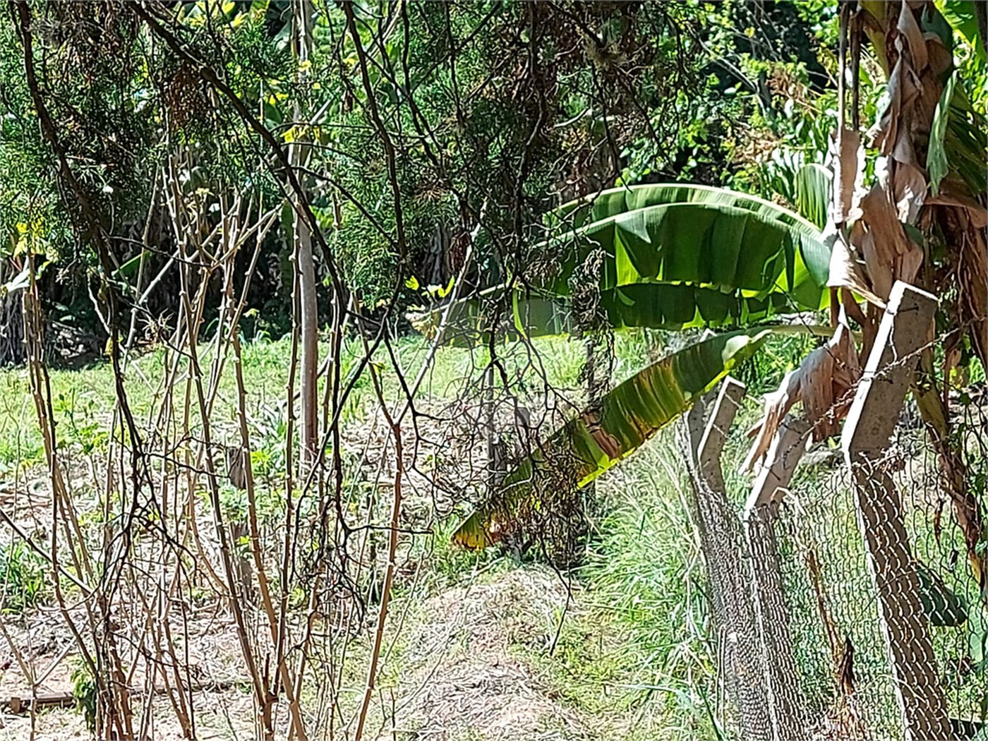 Chácara à venda com 4 quartos em Área Rural de Louveira, Louveira, SP