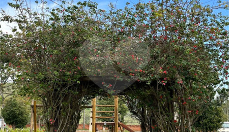 Terreno à venda no condomínio Loteamento Estância Cavalinno, Analândia - SP